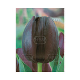 Hectarul - Bulbi Lalea Cafe Noir - cutie 200 bulbi